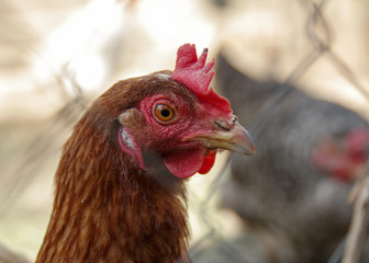 Portrait of a beautiful chicken of black and whitecolor in profile in a natural environment with a beautiful soft bokeh, close-up shot of a macro