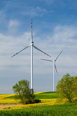 Turbiny wiatrowe na polu z rzepakiem © Grzej