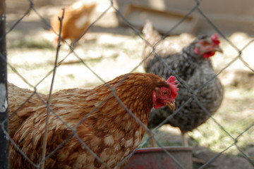 Portrait of a beautiful chicken   in profile in a natural environment, close-up shot 