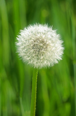 white dandelion blowball in front of a green field