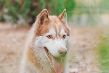 Portrait of Siberian husky Dog.Siberian husky is sitting on the ground of grass.it so cute