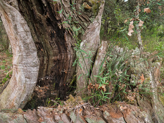 Trees with unusual shapes due to age