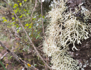 Lichens growing on the branches of trees