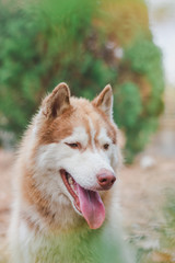 Portrait of Siberian husky Dog.Siberian husky is sitting on the ground of grass.it so cute