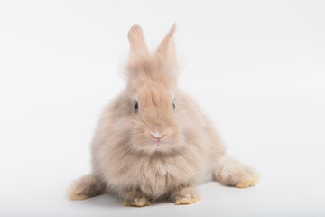 A cute rabbit with brown fluffy fur, a big fat body lying on a white background in the studio.
