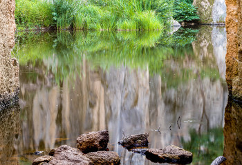 Fototapeta na wymiar Fresh green leaves reflecting on the water