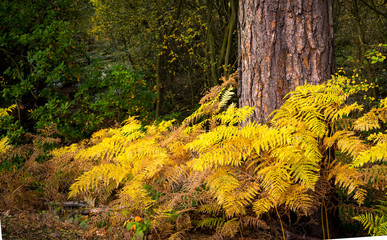 Autumn Ferns yellowfins against a tree in the forest