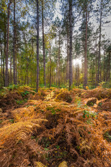 Dying Autumn Ferns in a forest with trees and sun 2