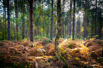 Autumn forest brown ferns and trees