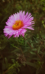 Obraz premium Pink flower in the sunlight