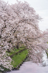Japanese cherry blossom along the Shingashi riverside, Saitama, Japan