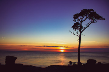 beautiful sunset on the sea, romantic seascape view, tree silhouette