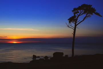 beautiful sunset on the sea, romantic seascape view, tree silhouette