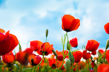 Naklejka premium Wiosna, pole kwiatów maku na tle błękitnego nieba z chmurami. Pojęcie świeżości porannej przyrody. Wiosenny krajobraz polnych kwiatów. Piękny krajobraz długi baner.