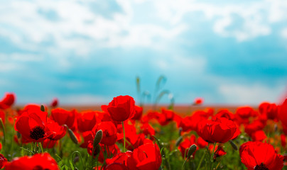 Spring, Field of poppy flowers against the blue sky with clouds. The concept of freshness of morning nature. Spring landscape of wildflowers. Beautiful landscape long banner. 