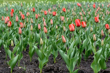 Blooming tulips in the city flowerbed. Blurred background.