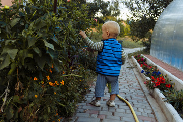 Fototapeta na wymiar a small child walks along a path next to a flower bed, examines flowers