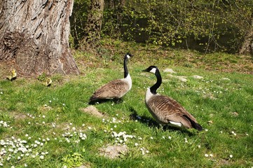 Canada Goose, the Bean Goose, the Garganey, the Long-Tailed Duck, the Common Goldeneye, the Red-Breasted Merganser, the Goosander, the Hazel Hen, the Black Grouse, and the Capercaillie as well as any 