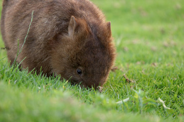 Wombat beim Grasen
