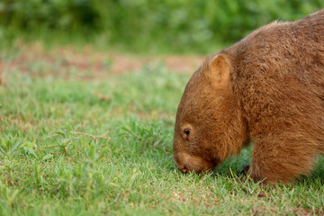 Wombat beim Grasen