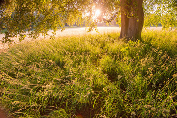Soft light on grasses below a tree 2