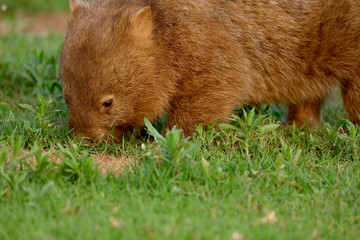 Wombat beim Grasen