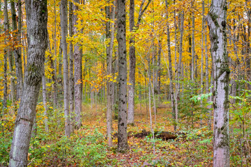 Fototapeta premium Autumn Forest pale colours 5
