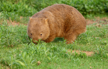 Wombat beim Grasen