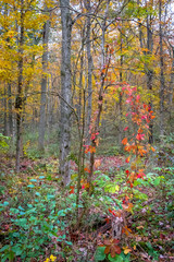 Autumn Forest pale colours 2 portrait