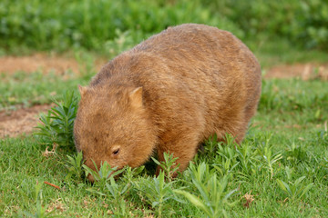 Wombat beim Grasen