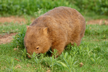 Wombat beim Grasen