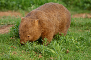 Wombat beim Grasen