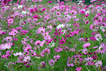 Obraz na płótnie Canvas Fields of cosmos flowers blooming in park