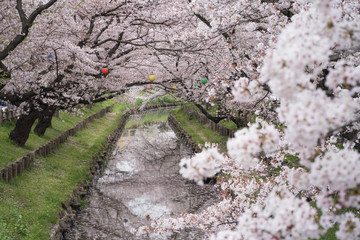 Obraz na płótnie Canvas Japanese cherry blossom along the Shingashi riverside, Saitama, Japan