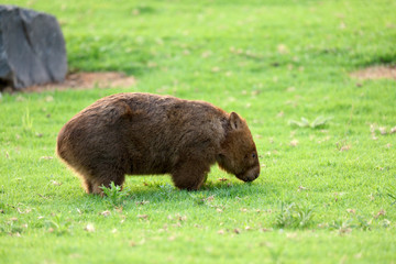 Wombat beim Grasen