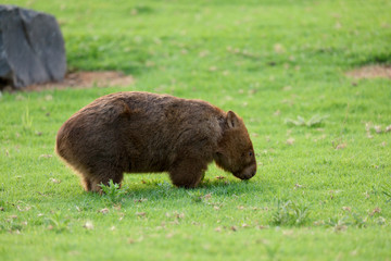 Wombat beim Grasen