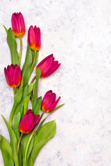 Tulip flower on white  background, copy space. A beautiful spring bouquet of red flowers