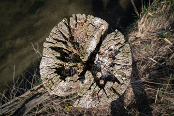 Old chopped log