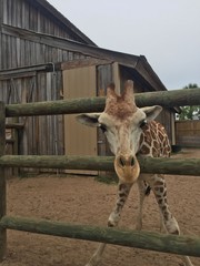 Pair of Giraffes in a wooden pen being fed lettuce with the head approaching the camera great nature shot with wildlife