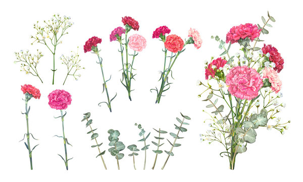 Set Carnation flowers