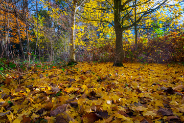 Forest Floor in Autumn with leaves