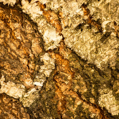 Square background with yellow tree bark