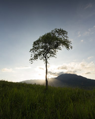 Fototapeta na wymiar Lone Tree By The Hill