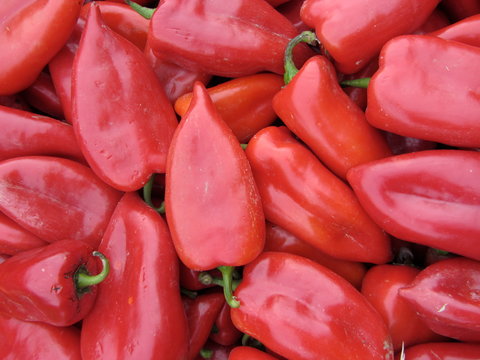 Looking for the red peppers to cook the piquillo appetizer type tapas very popular in Spain
