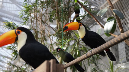 オニオオハシ © Tomo Nyan