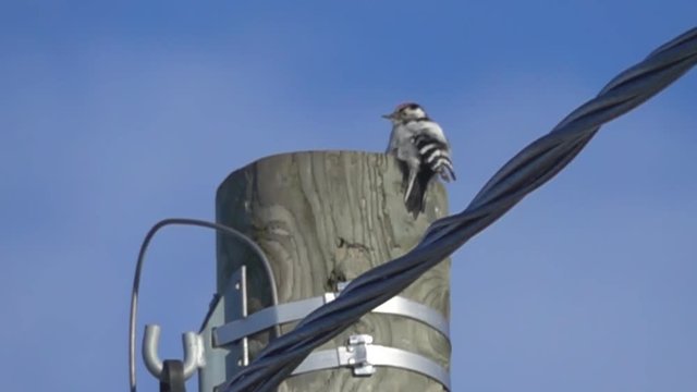 Lesser spotted woodpecker sits on wooden pole top and performs wedding sound as drum roll. Slow motion shows what it costs him - crazy bird batters with beak and head to brain concussion.