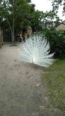 Albino Peacock with white tail feathers spread large looking for a mate