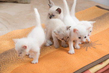 Fototapeta premium cats