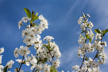 Gałęzie wiśni pokryte białymi kwiatami na tle błękitnego niaba