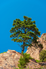 Mountain pine in the Massif de l'Esterel near Antheor